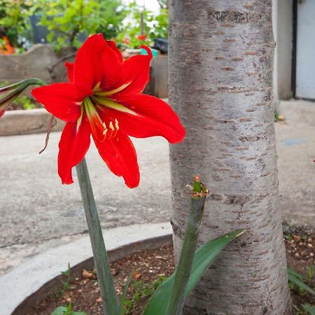 Apartment Marsela Sibenik Ngoại thất bức ảnh